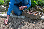 Woman places onion sets (Allium Cepa) 'Stuttgarter Riesen' and 'Rote Karmen' from wooden box for planting in the bed