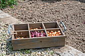 Onion sets (Allium Cepa) 'Stuttgarter Riesen' and 'Rote Karmen' in wooden crates for planting in the bed