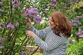 Frau schneidet blühenden Flieder (Syringa) im Garten