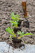 Young yellow chard plants