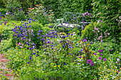 Columbine (Aquilegia) in the summer flower bed