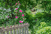 Rosenstrauch 'Fräulein Marie' (Rosa) im eingewachsenen Garten