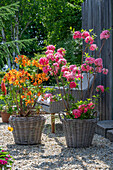 Flowering azaleas 'Hombush' and 'Glowing Embers' (Rhododendron luteum) in pots