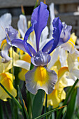 Iris 'Mysterious Rainbow Mix' (Iris hollandica) in the bed