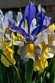 Iris 'Mysterious Rainbow Mix' (Iris hollandica) in the border