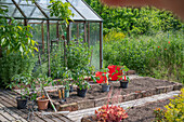 Tomato plants in tubs before transplanting to the bed in front of the greenhouse