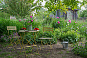 Sitzplatz zwischen Pfingstrosen (Paeonia) und Frauenmantel (Alchemilla) im sommerlichen Garten