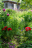 Pfingstrosen (Paeonia), Frauenmantel (Alchemilla), Witwenblume (Knautia macedonica) und türkischer Mohn (Papaver Orientale) im sommerlichen Garten