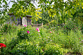 Pfingstrosen (Paeonia) und Frauenmantel (Alchemilla) im sommerlichen Garten