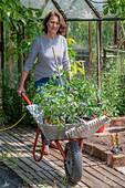 Woman planting tomato plants in the bed, wheelbarrow with tools and plants