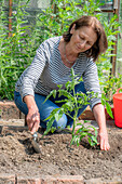 Frau pflanzt Tomatenpflanzen ins Beet