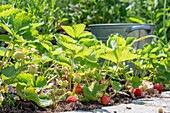 Strawberries in a bed, plants with fruit