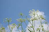 Meadow chervil (Anthriscus Sylvestris)