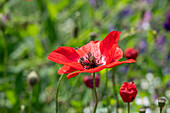 Klatschmohn (Papaver Rhoeas), rot blühend in der Wiese mit Insekt