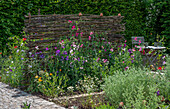 Fragrant vetch (Lathyrus odoratus) in the bed by the wattle fence, California poppy (Eschscholzia californica), chamomile, flowering