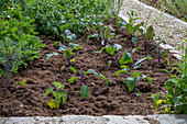 Kohlrabi 'Azur Star' in a bed, young plants