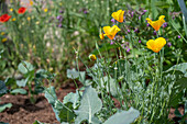 Blühender Goldmohn im Beet, Portrait