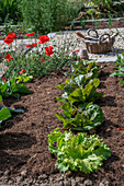 Romanasalat 'Forellenschluß' und Grüner Salat 'Batavia', Kohl und Klatschmohn (Papaver) im Gemüsebeet