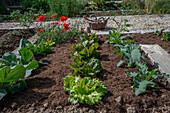 Romanasalat 'Forellenschluß' und Grüner Salat 'Batavia', Kohl und Klatschmohn (Papaver) im Gemüsebeet