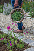 Pruning chives in the bed and clove cinquefoil (Silene armeria) and crested sage (Salvia viridis)