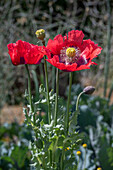 Macedonian brown poppy (Papaver somniferum) in the bed