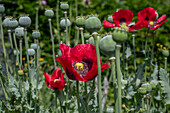 Macedonian brown poppy (Papaver somniferum) in a bed