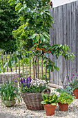 Kirschbaum (Prunus) 'Colney', Ziersalbei (Salvia farinacea), Zierlauch (Allium), Salat 'Forellenschluß' in Töpfen auf Terrasse