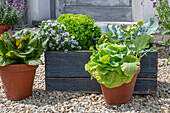 Salate, Kohl, Hornveilchen (Viola Cornuta) in Töpfen auf der Terrasse, Salat 'Forellenschluß'