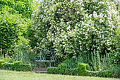 Kletterrose 'Bobby James' (Rosa) im Beet vor Gartenbank