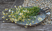 Cut chamomile on a tray