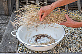 Harvesting palm kale seeds (Brassica oleracea var. palmifolia)