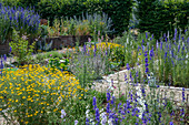 Annual delphinium (Delphinium), dyer's chamomile (Anthemis tinctoria) and woolly cicely in the garden bed