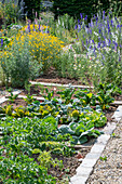 Annual delphinium, woolly mustard and dyer's chamomile in the garden