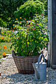 Raspberry in basket on terrace