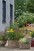 Blumentöpfe auf Terrasse, Mädchenauge (Coreopsis), Patagonisches Eisenkraut (Verbena bonariensis), Oregano, Lavendel, Wunderbaum, Palmwedelsegge 'Bicolor'