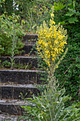 Candelabra monkshood (Verbascum olympicum) flowering by the wayside