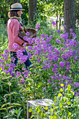 Flowering night violet (Hesperis matronalis) in the bed and woman gardening