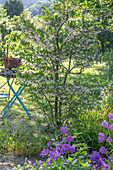 Japanese storax tree (Styrax japonicus) and night violet (Hesperis matronalis) in the garden