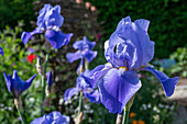 Tall bearded iris (Iris barbata-elatior), iris in a bed, portrait