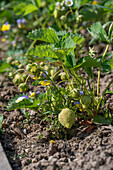 Strawberries in the garden