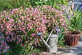 Sunflower 'Lawrensons Pink' (Helianthemum) in bed next to watering can