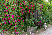 Bourbon rose Vivid flowering