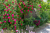 Bourbon rose (Rosa Borbonica) 'Vivid' single-flowering as a dog rose by the garden fence