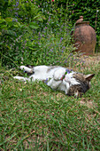 Molly the cat plays with catnip (Nepeta) in the garden