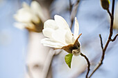 Anis-Magnolie (Magnolia salicifolia) im Frühling, close-up