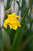 Yellow daffodil (Narcissus) 'Rip van Winkle', flower portrait