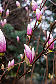 Magnolia blossoms (Magnolia) with raindrops