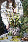 Vorbereitung eines Blumenarrangements mit Christrosen und Zweigen im geflochtenen Pflanzgefäß