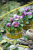 Viola Wittrockiana in DIY pots made from cut branches with raffia ribbon on a wooden table in the garden