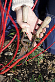 Hand mit Gartenschere schneidet roten Hartriegel (Cornus sanguinea) im Garten, Rückschnitt im Winter